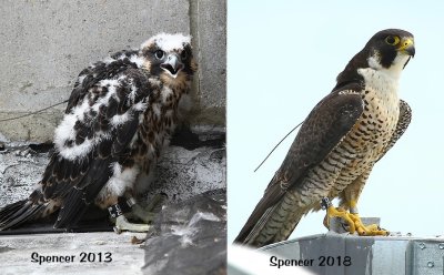 Spencer_Then_and_Now.JPG