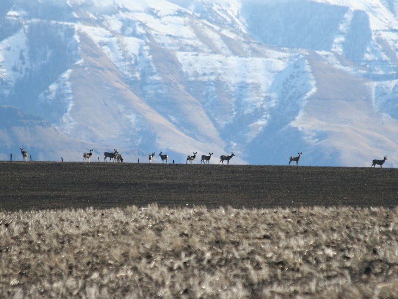 Mule Deer at Montgomery Ridge 
