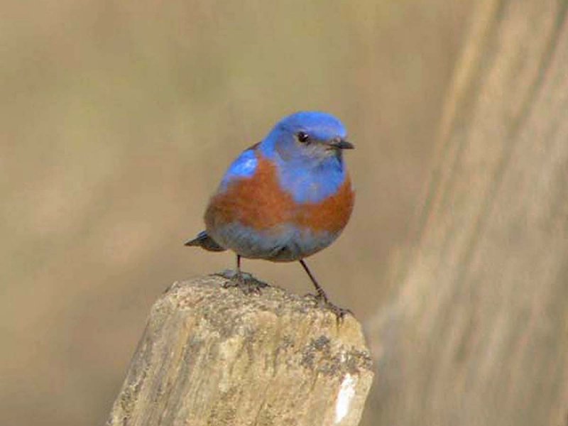 Western Bluebird