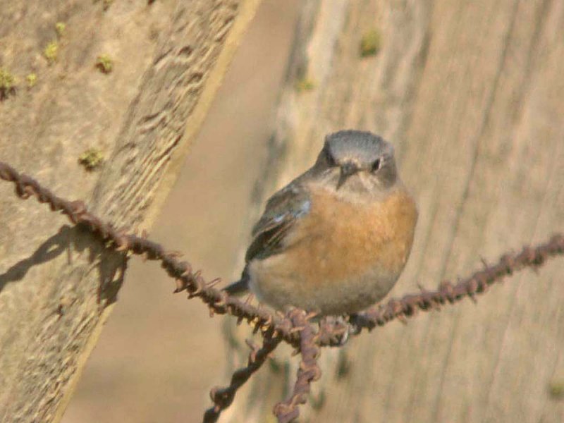 Western Bluebird