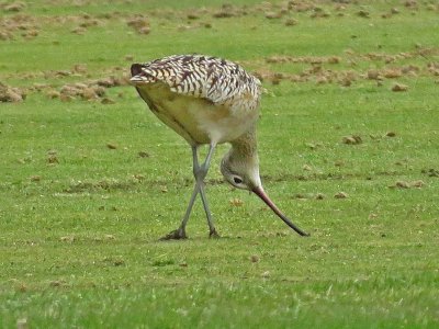 Long-billed Curlew