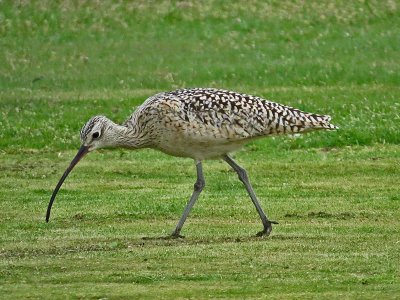 Long-billed Curlew