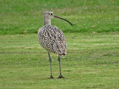 Long-billed Curlew