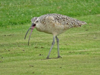 Long-billed Curlew