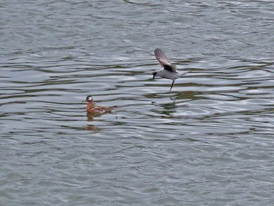 Red Phalarope & Fork-tailed Storm-Petrel