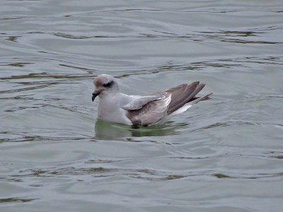 Fork-tailed Storm-Petrel