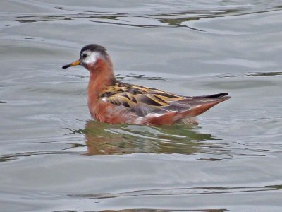 Red Phalarope