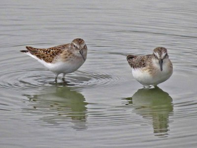 Least 170 & Semipalmated 167 Sandpipers