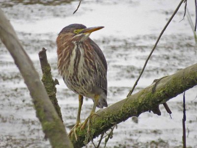 Green Heron