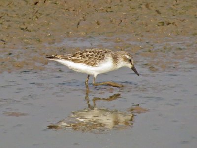 Semipalmated Sandpiper