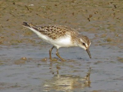 Semipalmated Sandpiper