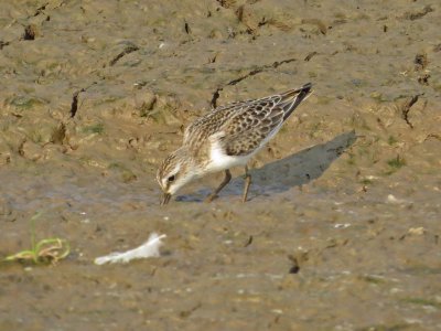 Semipalmated Sandpiper