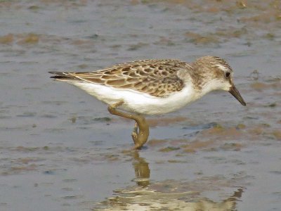 Semipalmated Sandpiper