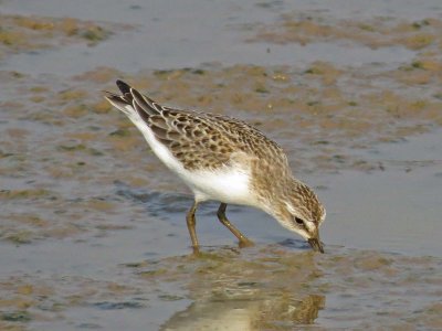 Semipalmated Sandpiper