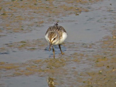 Semipalmated Sandpiper