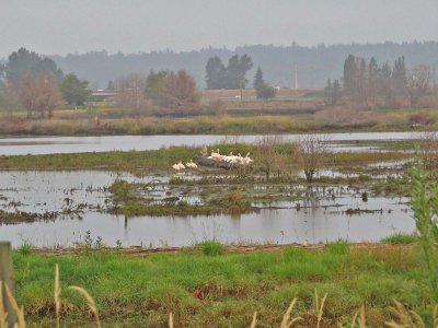 American White Pelican