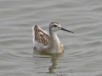 Wilson's Phalarope