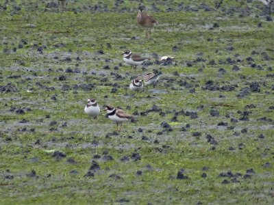 Semipalmated Plovers