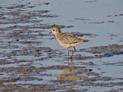 American Golden-Plover