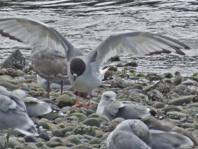 Swallow-tailed Gull  photo #3