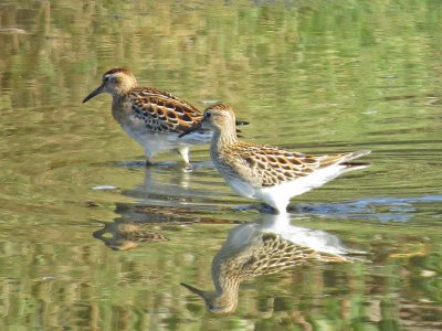 Sharp-tailed & Pectoral Sandpipers