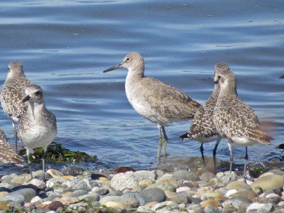 Willet w/ Black-bellied Plovers