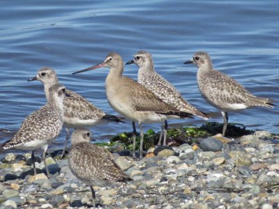 Hudsonian Godwit w/ Black-bellied Plovers