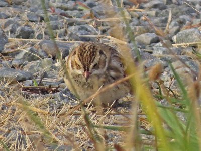 Lapland Longspur