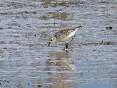 Black-bellied Plover