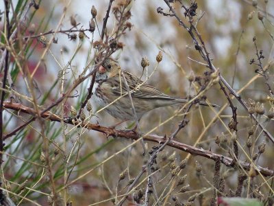 Harris's Sparrow