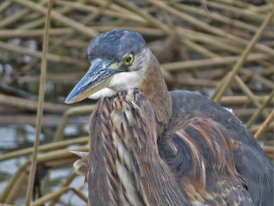 Great Blue Heron