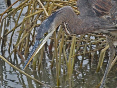 Great Blue Heron