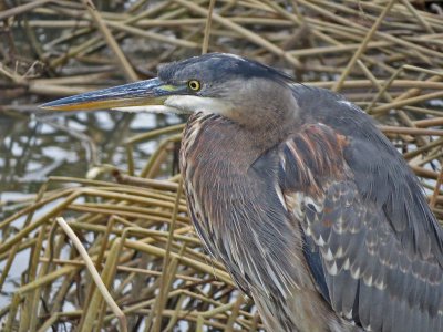 Great Blue Heron