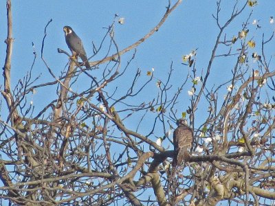 Peregrine & Prairie Falcons