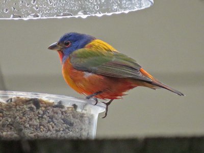 Painted Bunting