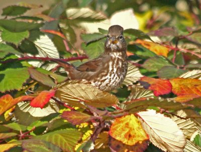 Red Fox Sparrow