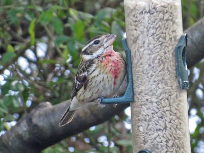 Rose-breasted Grosbeak