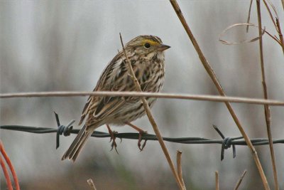 Savannah Sparrow