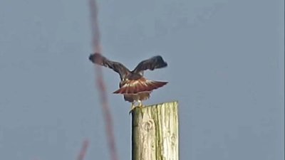 Light Morph Harlan's Red-tailed Hawk