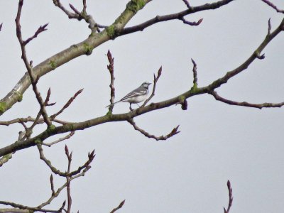 White Wagtail