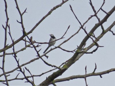 White Wagtail