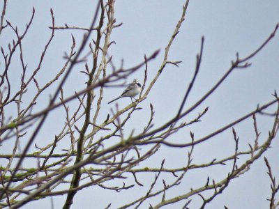 White Wagtail