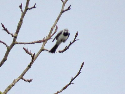 White Wagtail