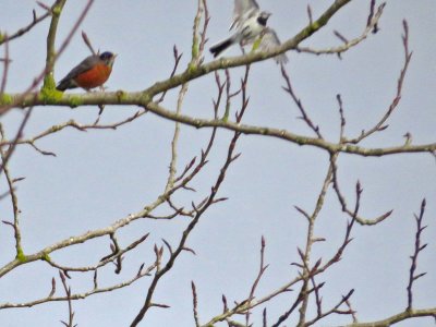 White Wagtail