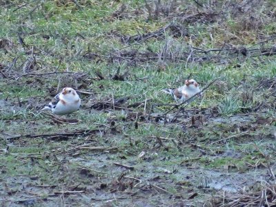 Snow Buntings