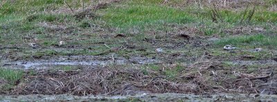 Snow Buntings