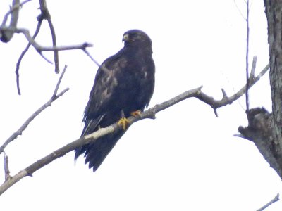 Rough-legged Hawk, Dark Morph