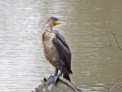 Double-crested Cormorant