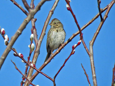 Lincoln's Sparrow