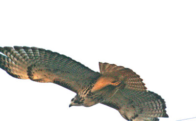 Light morph Harlan's Red-tailed Hawk